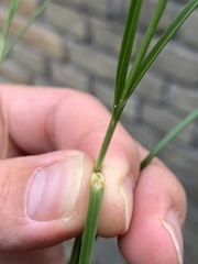 Carex disticha
