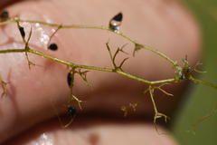 Utricularia minor