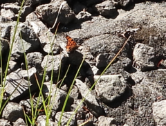 Polygonia satyrus