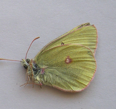 Colias gigantea