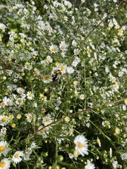 Symphyotrichum pilosum