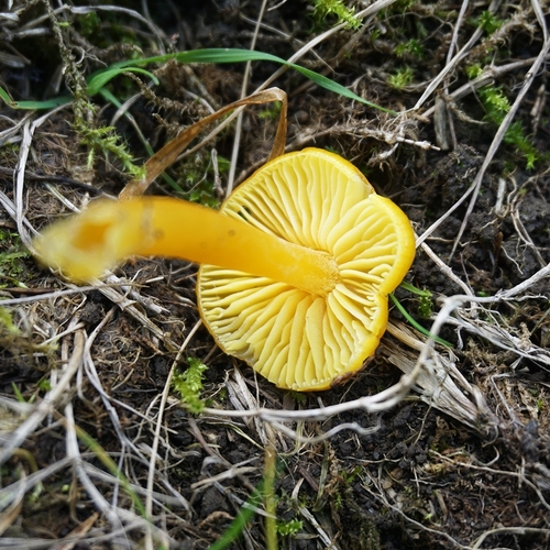 Golden Waxcap