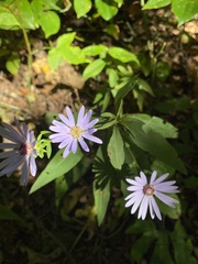 Symphyotrichum retroflexum