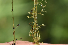 Utricularia minor