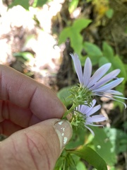 Symphyotrichum retroflexum