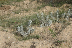 Convolvulus persicus