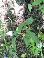 Symphyotrichum retroflexum