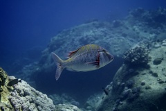 Lethrinidae