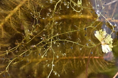 Utricularia minor