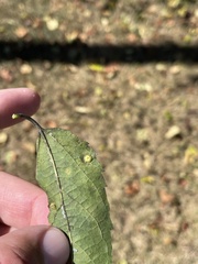 Pachypsylla celtidisasterisca