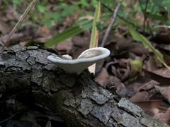 Trametes elegans