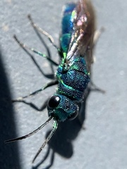 Chrysidinae