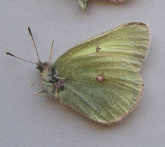 Colias gigantea