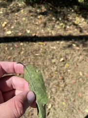 Pachypsylla celtidisasterisca