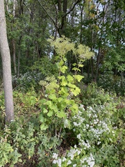 Arnoglossum atriplicifolium