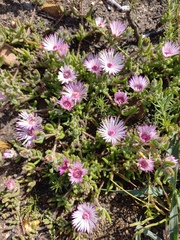 Drosanthemum striatum