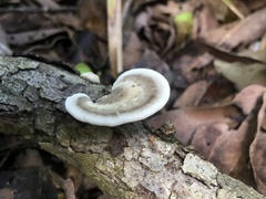 Trametes elegans