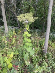 Arnoglossum atriplicifolium