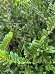 Cyclosa vallata