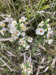 Symphyotrichum pilosum