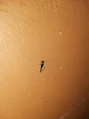 Trigonidium cicindeloides