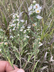 Symphyotrichum pilosum