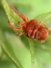 Trombidioidea