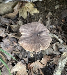 Entoloma strictius