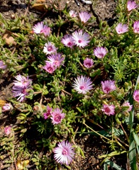 Drosanthemum striatum