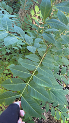 Phellodendron amurense