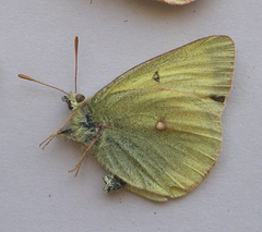 Colias gigantea