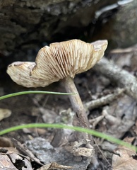 Entoloma strictius