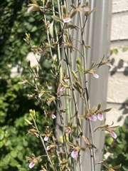 Eulophia graminea