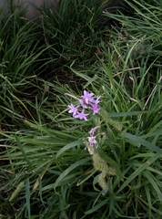 Tulbaghia