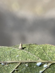 Celticecis aciculata