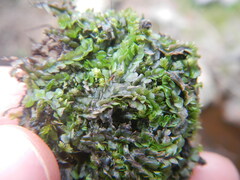 Chiloscyphus polyanthos