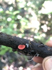 Sarcoscypha coccinea