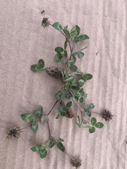 Trifolium amabile