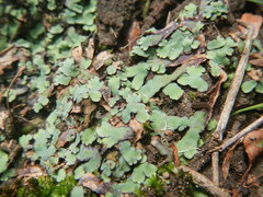 Plagiochasma rupestre rupestre