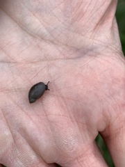 Succinea putris