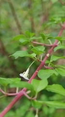 Symphoricarpos microphyllus
