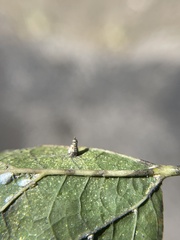 Celticecis aciculata