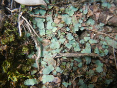 Plagiochasma rupestre rupestre