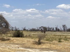Giraffa camelopardalis tippelskirchi