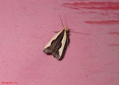 Dichomeris inserrata