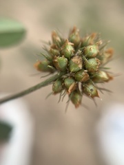 Trifolium amabile