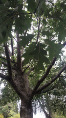 Quercus rubra