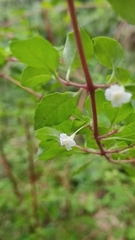 Symphoricarpos microphyllus