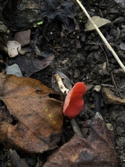 Sarcoscypha coccinea