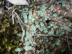 Plagiochasma rupestre rupestre